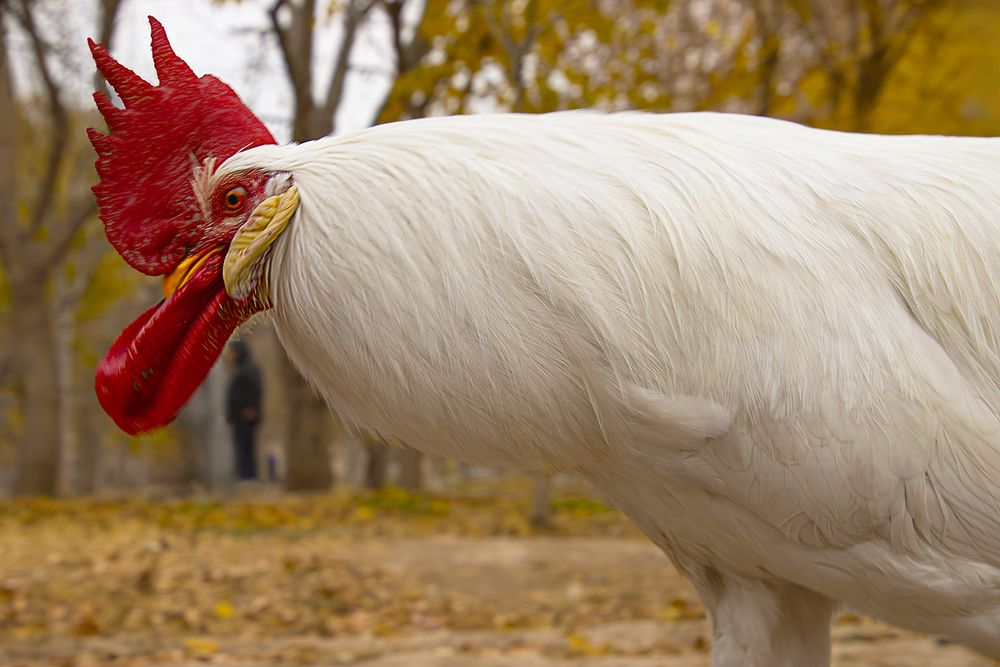 Rooster vs Autumn