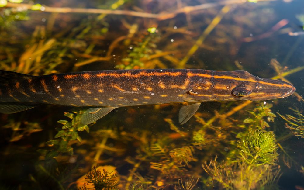 Фотография автора Mika Mgla