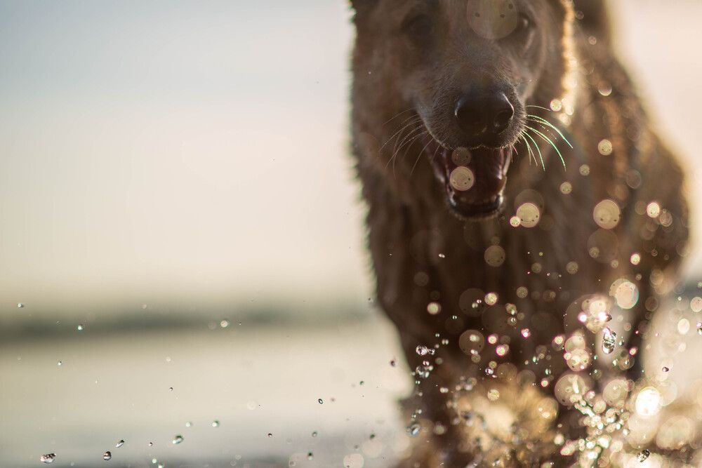 Photograph by Максим Шушкевич