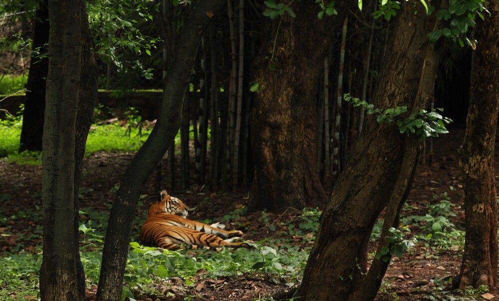 Photograph by G GOVIL