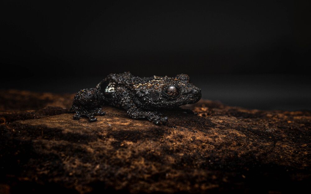 Theloderma vietnamensis