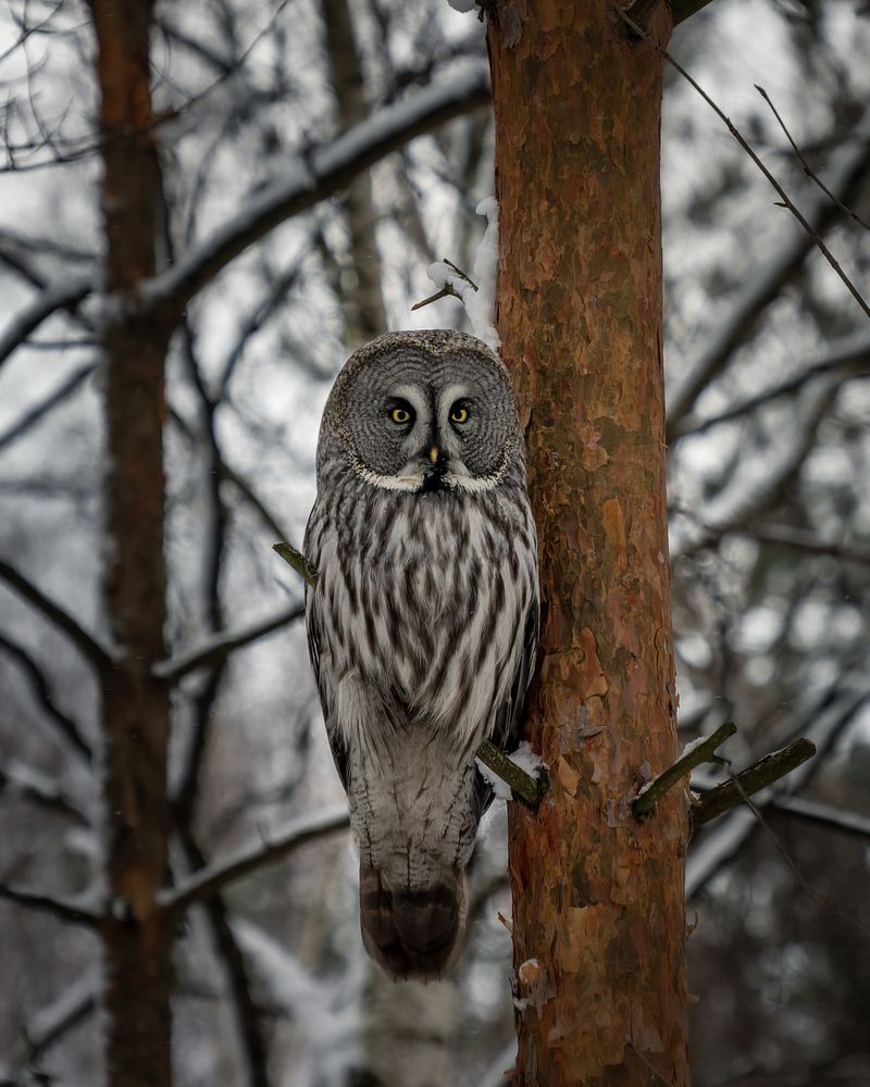 Фотография автора Mika Mgla