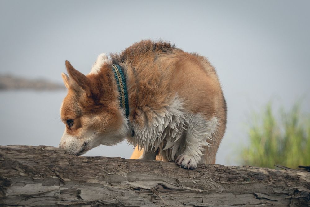 Фотография автора Елена Попова