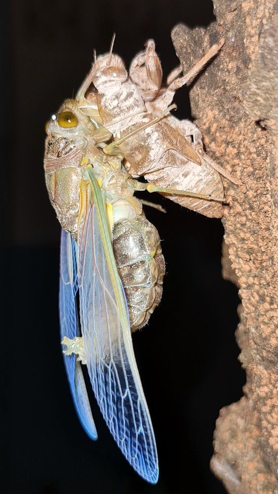 Cicada renewal