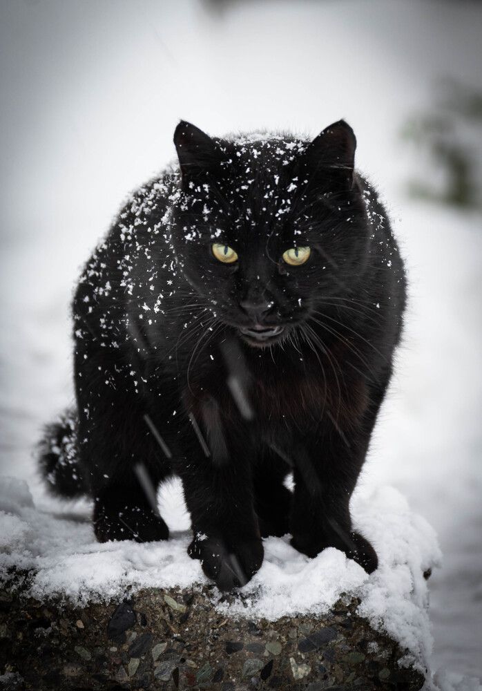 Фотография автора Оксана Белозерская