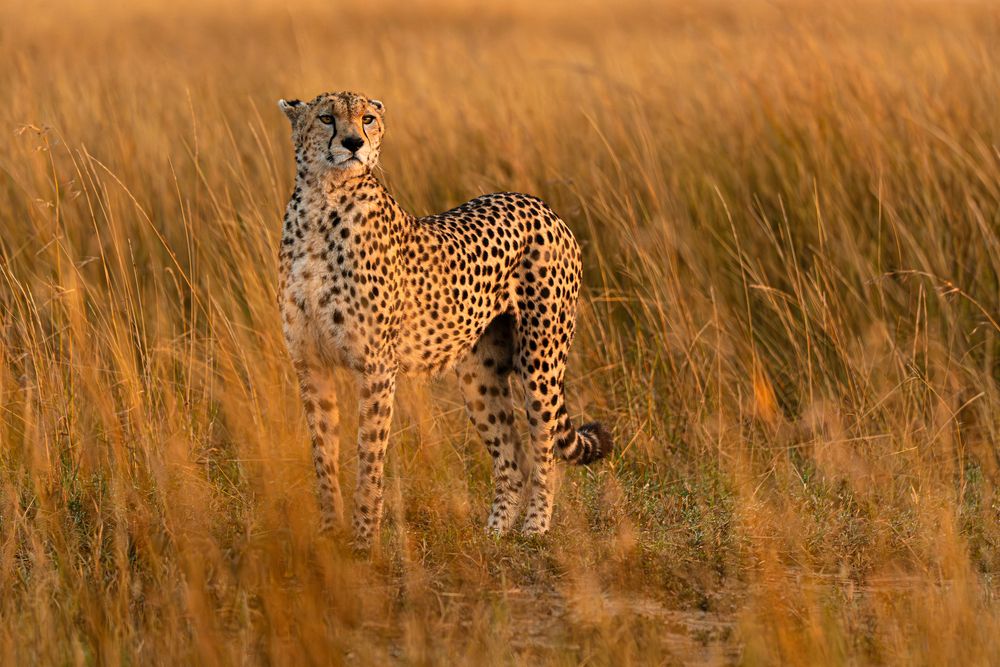 Sentinel of the Savannah