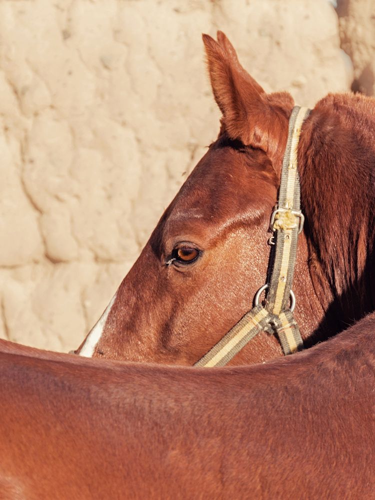 Photograph by Davoud Naeimi