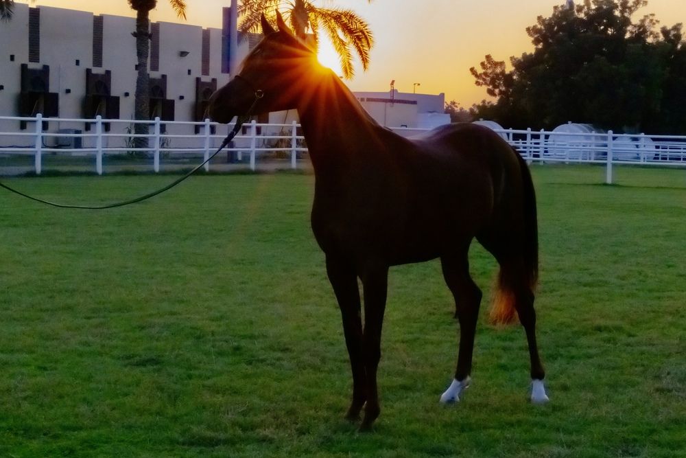 Фотография автора Sarrah Yehia