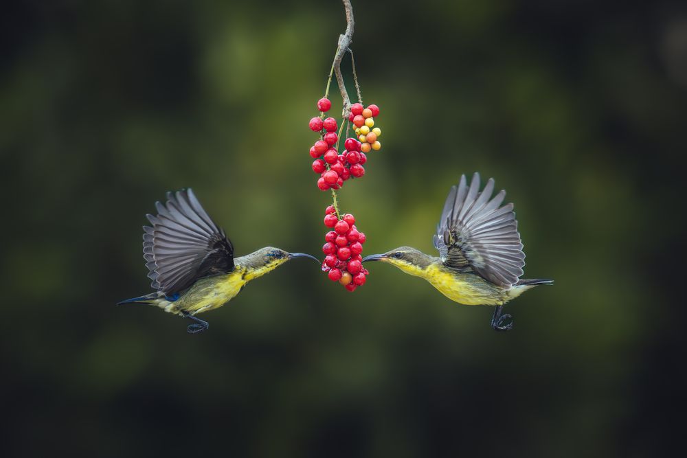 Photograph by Siddhartha Roy Choudhury