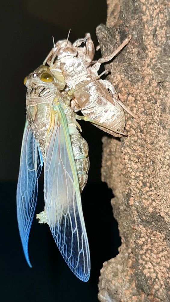Cicada renewal