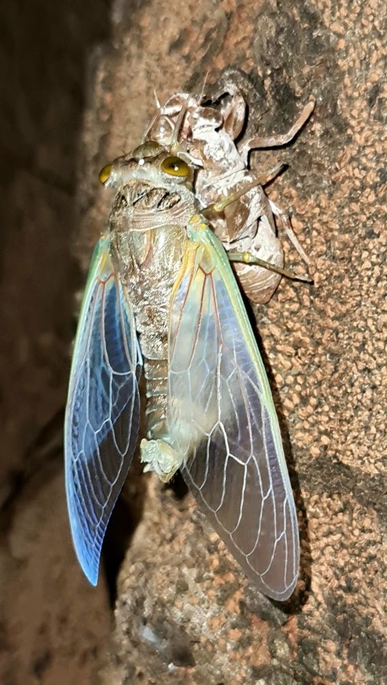 Cicada renewal