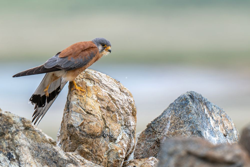 Фотография автора Елена Бобаченко