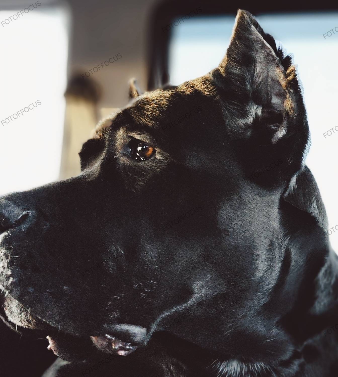 Photo #12785800