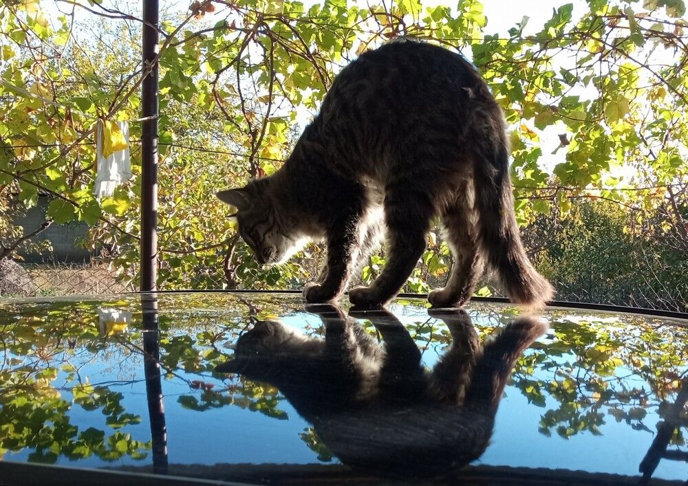 Фотография автора Hormat Alakbarova