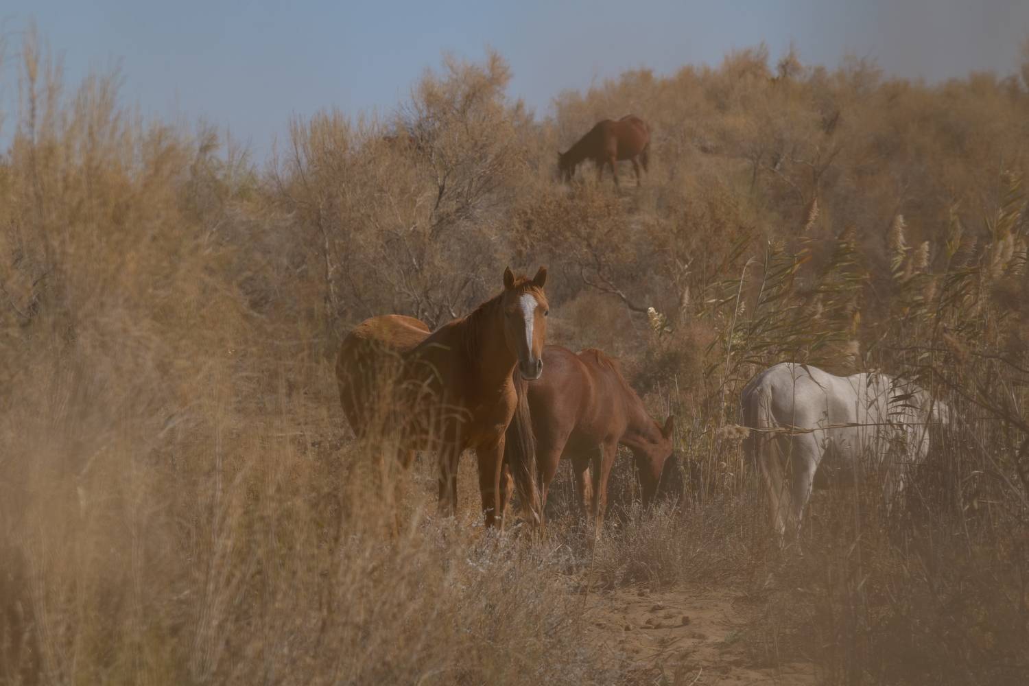 Лошади Таукума
