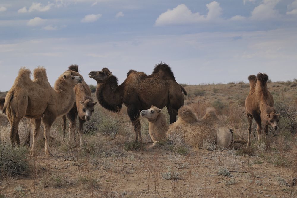 Корабли пустыни.