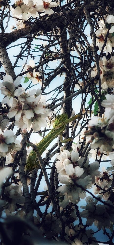 Photograph by Abdallah Khader