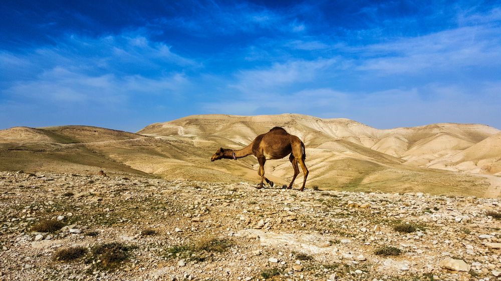 Photograph by Abdallah Khader