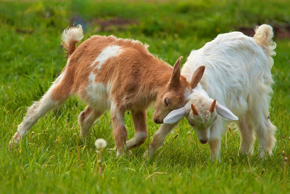 Photograph by Prometej