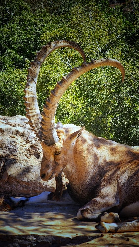 Photograph by Abdallah Khader