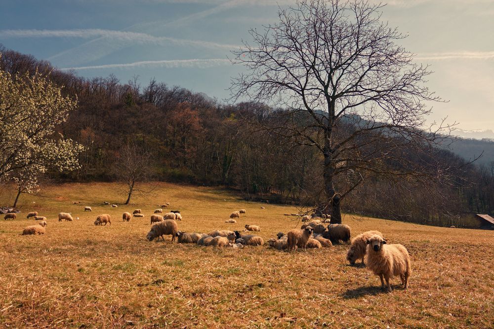 Photograph by Prometej