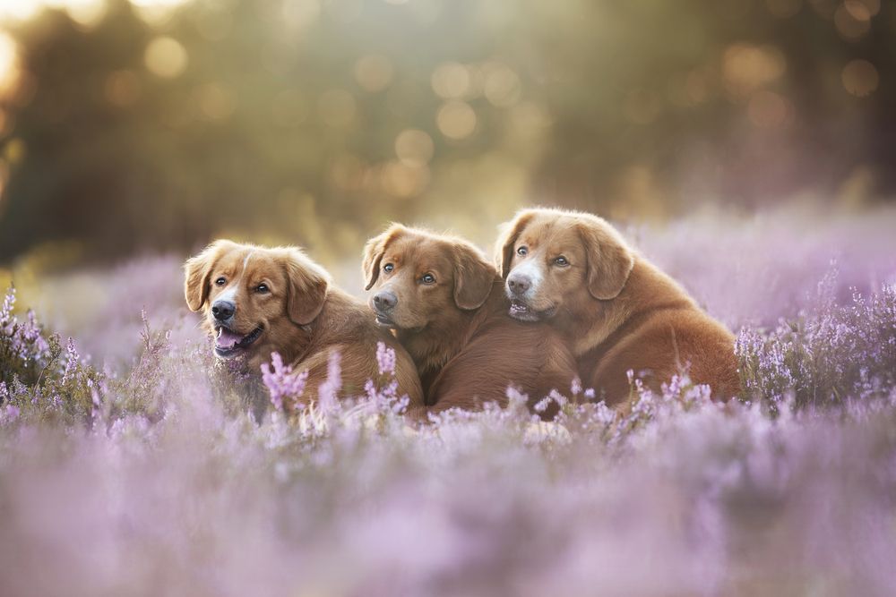 Photograph by Elke Braet