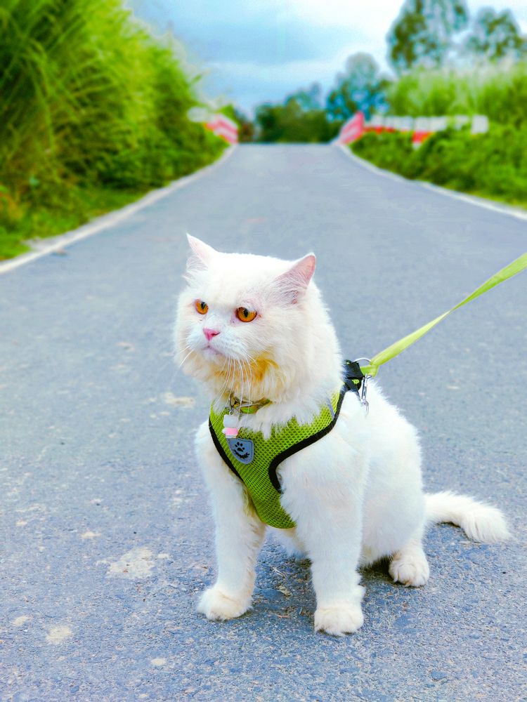 Photograph by Abir Hasan Mahmud