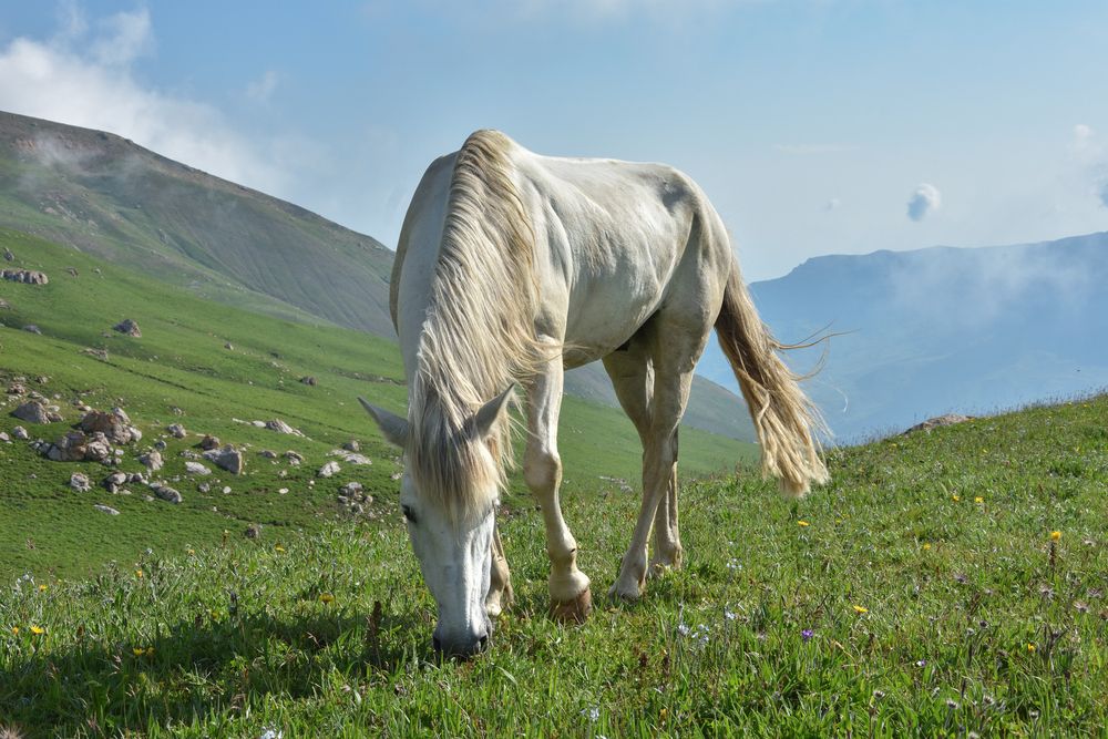 На горном выпасе.