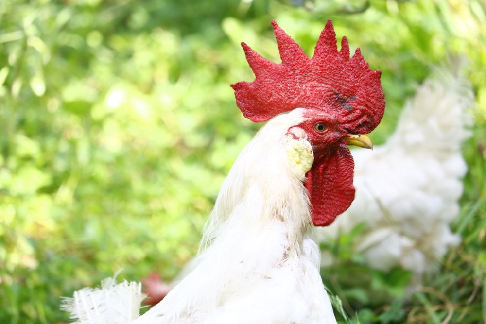 Photograph by Babak Akvan