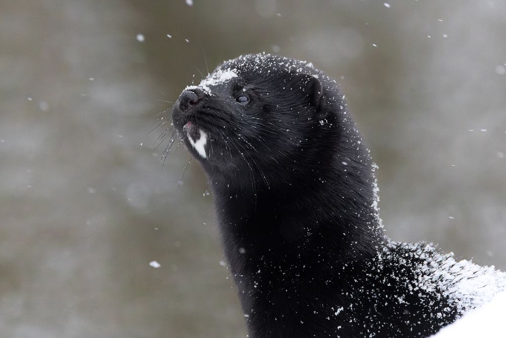 Photograph by Вера Машина