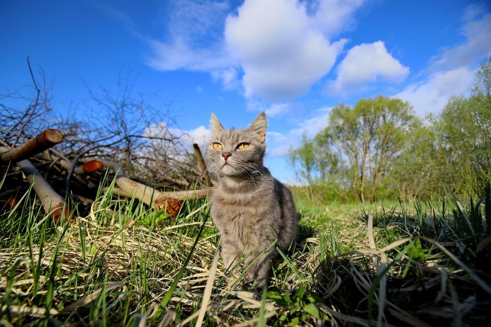 Фотография автора Илья К