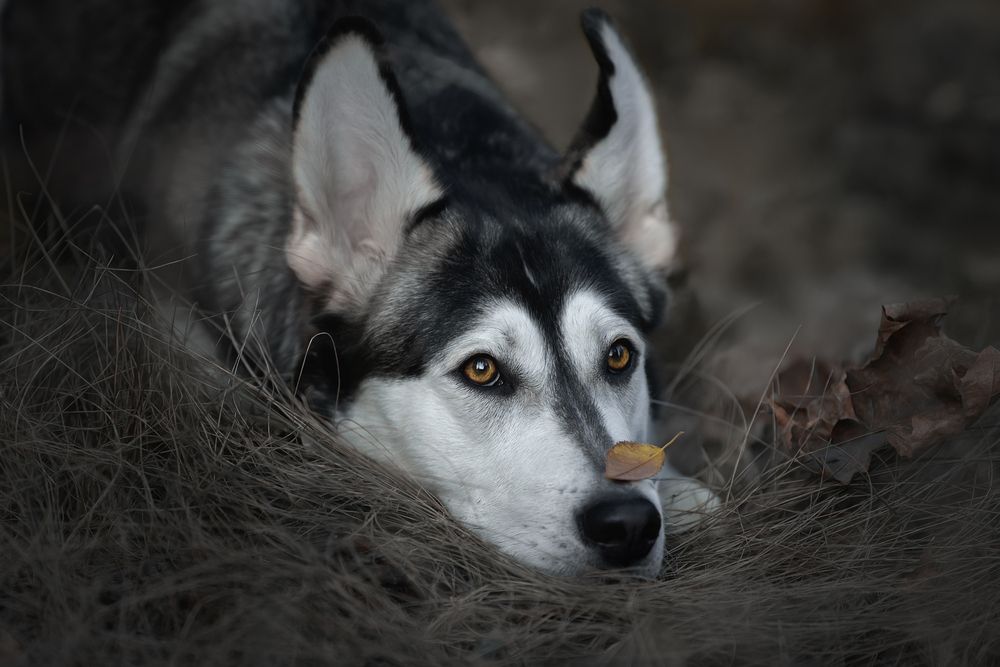 Photograph by Светлана Писарева