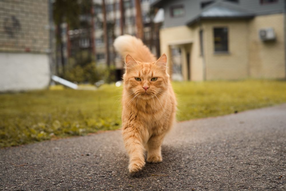 Photograph by  Kotik photo