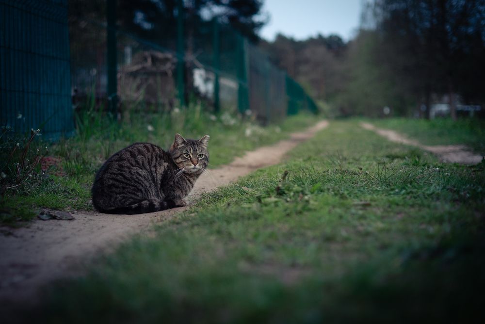 Photograph by  Kotik photo