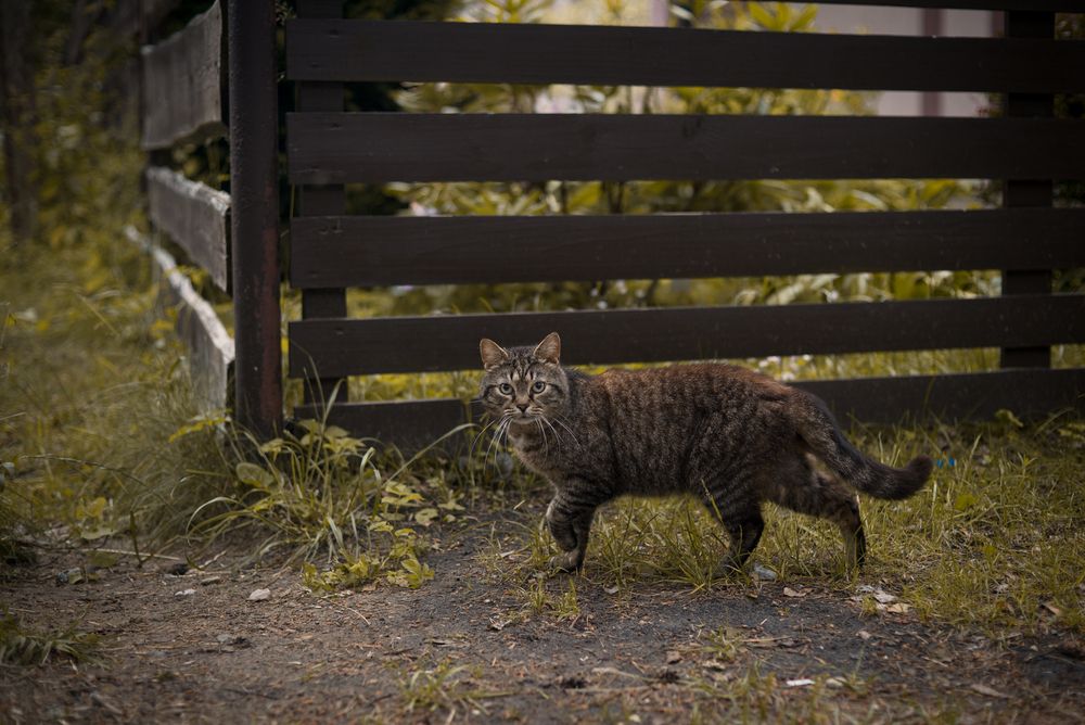 Photograph by  Kotik photo