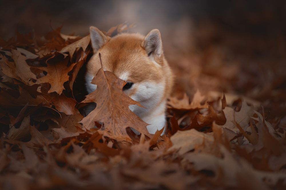 Photograph by Светлана Писарева