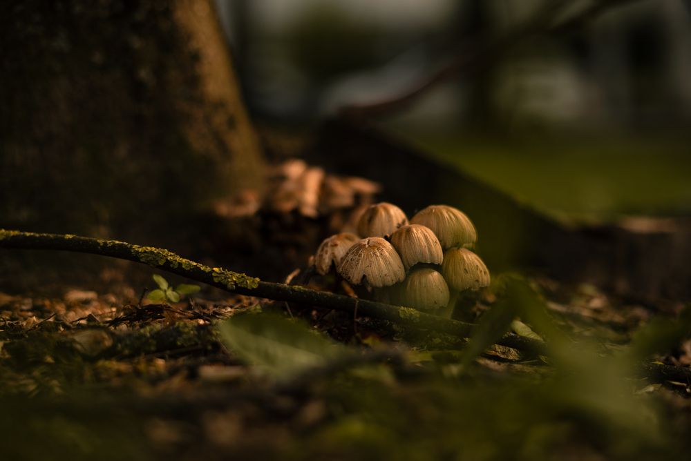 Photograph by  Kotik photo