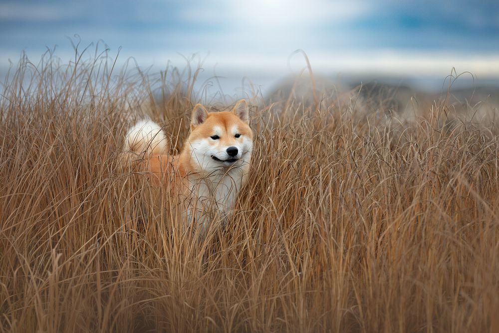 Photograph by Светлана Писарева