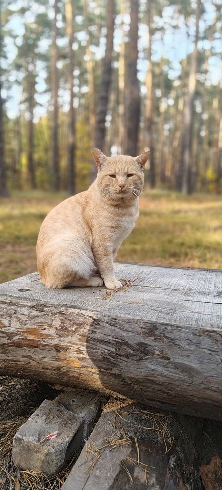 Photograph by Татьяна Нестерова