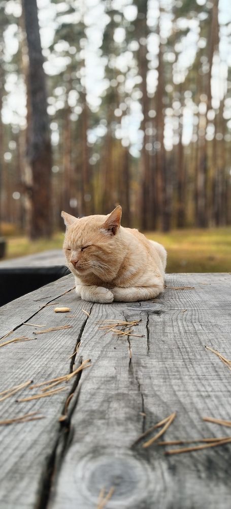 Photograph by Татьяна Нестерова