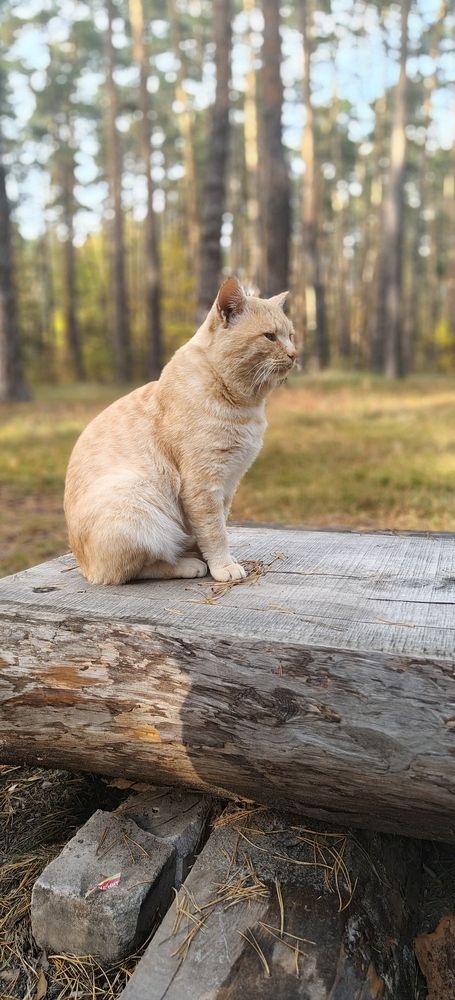 Photograph by Татьяна Нестерова