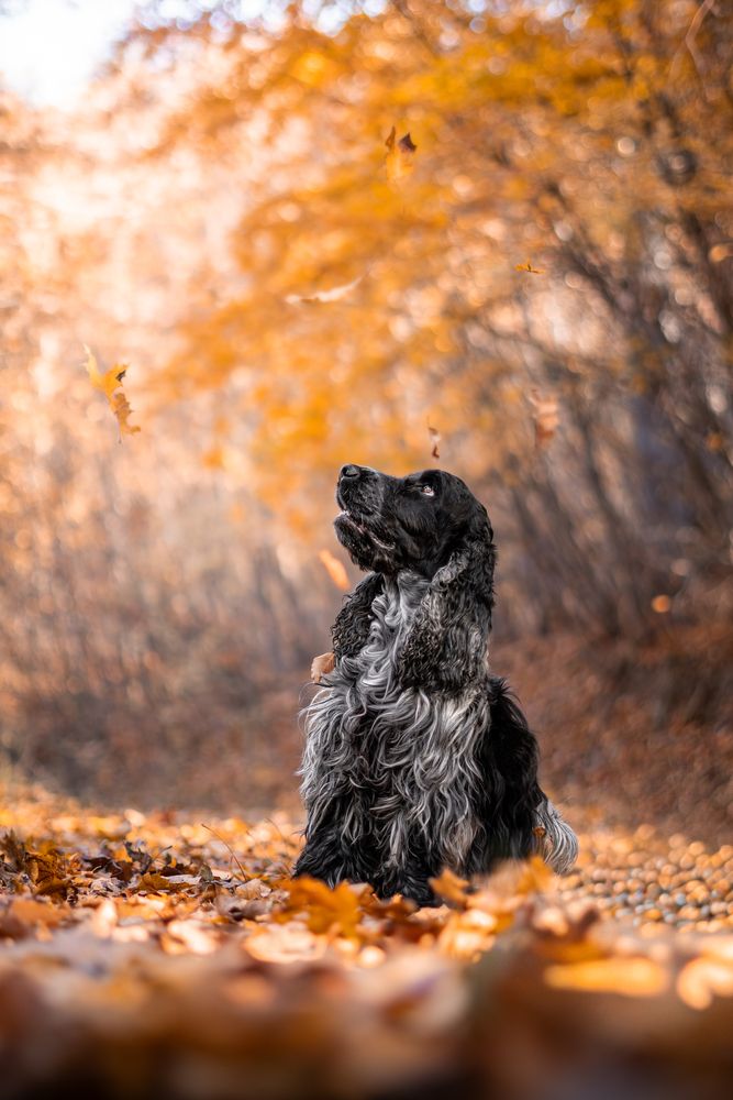 Photograph by Bő Veronika