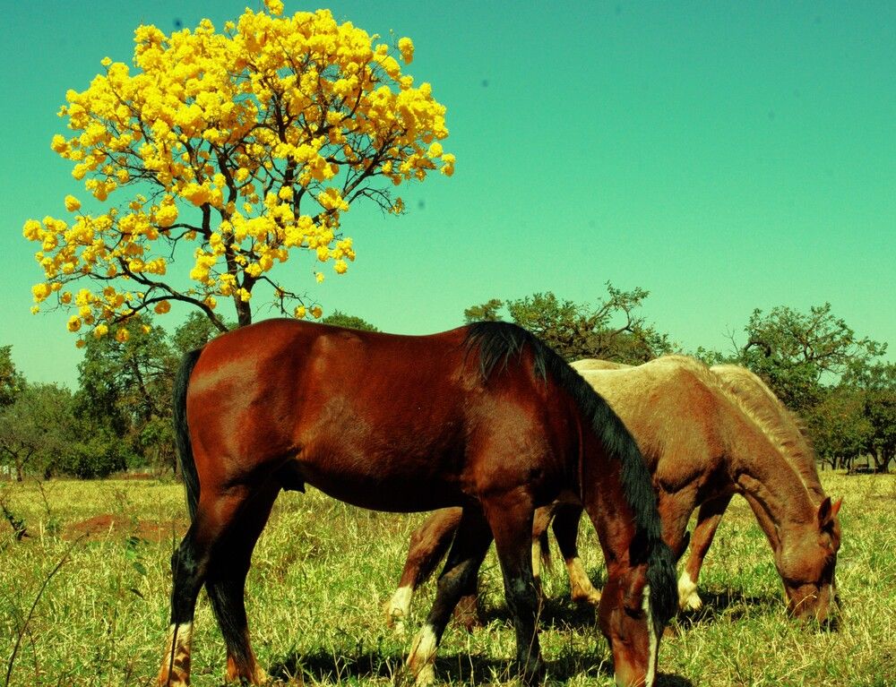Photograph by Régis Santos