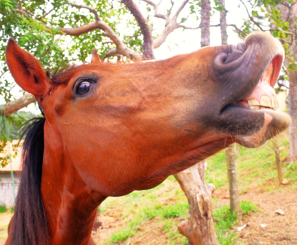 Photograph by Régis Santos