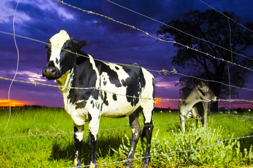 Photograph by Régis Santos