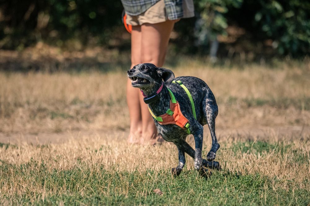 Фотография автора Елена Караилиева