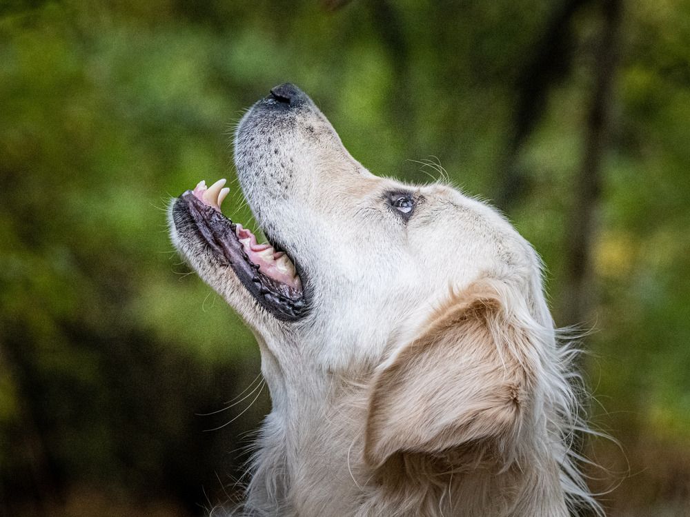 Фотография автора Елена Караилиева