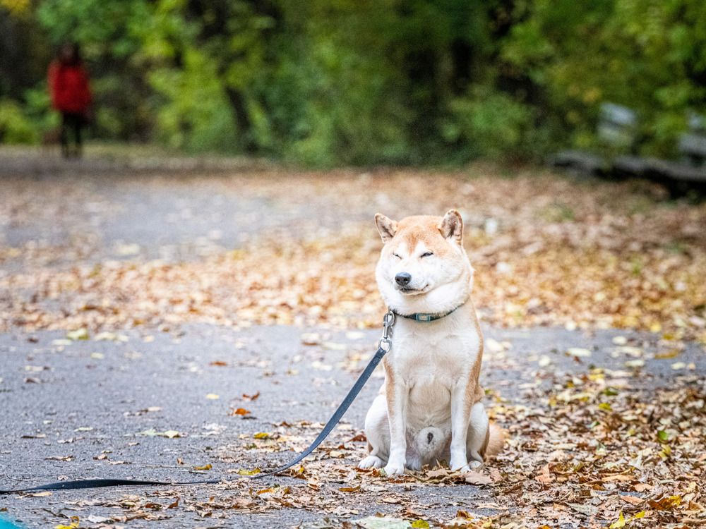 Фотография автора Елена Караилиева