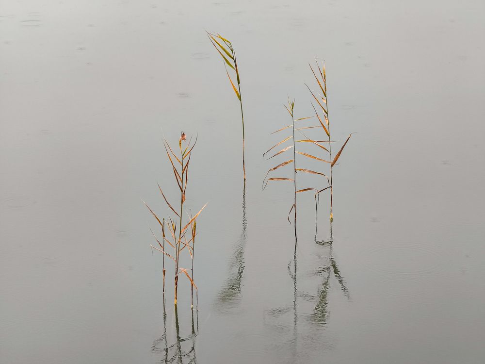 Осенние иероглифы.