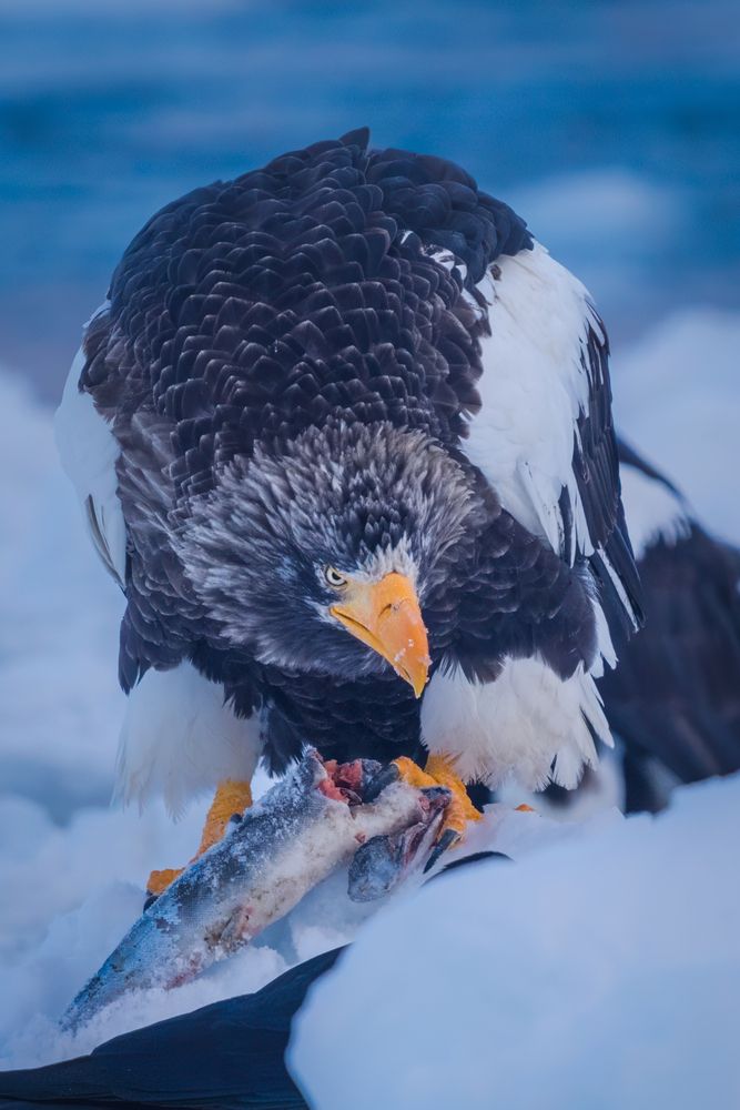 Фотография автора Nagai Go